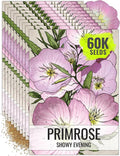 Seed Needs Showy Evening Primrose Seeds for Planting - Heirloom & Open Pollinated Perennial Flower Seed to Plant a Butterfly Garden (10 Packs)