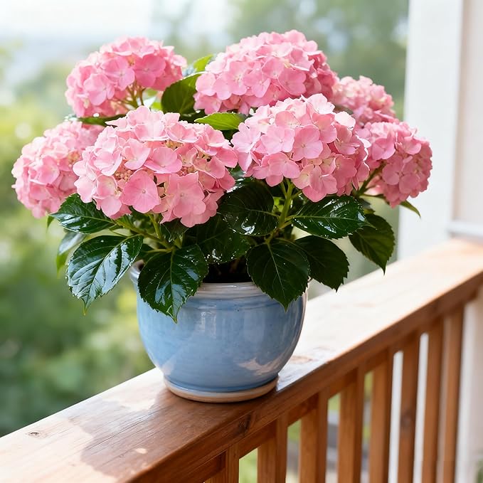 50 Hydrangea Macrophylla Seeds, Pink Hydrangea Plants Flower Seed for Planting, Perennial Non-GMO Hydrangea Seed for Home Garden Outdoor