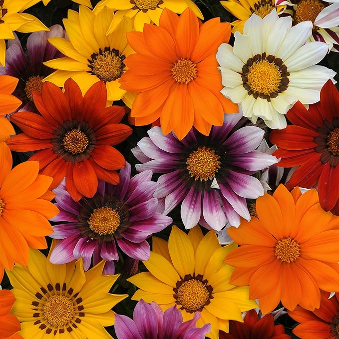 Outsidepride New Day Mixed Gazania Seeds for Planting – 50 Pcs Perennial, Low-Maintenance, Drought-Tolerant Ground Cover Seeds for Vibrant Summer & Fall Flowers, Great for Outdoor Gardens