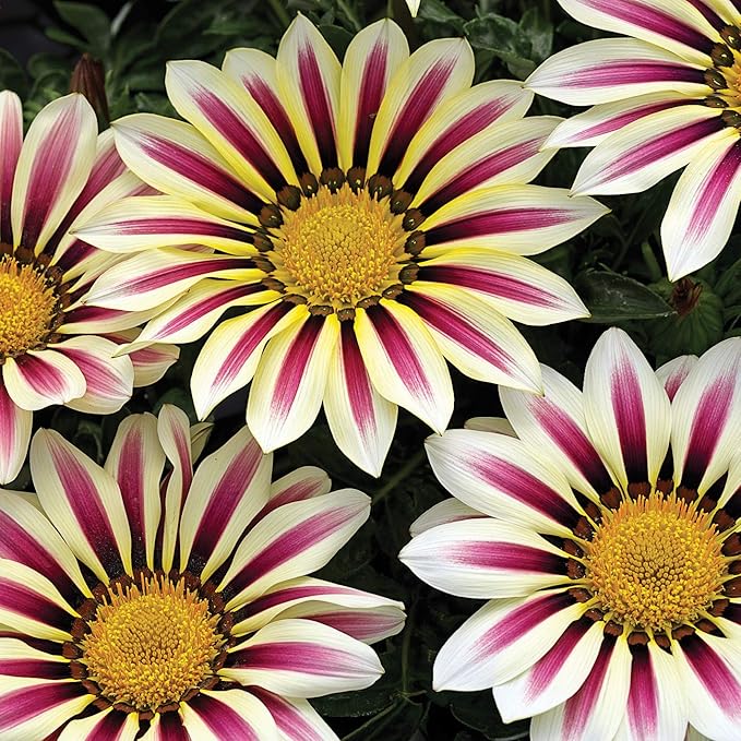 Outsidepride White Flame Gazania Seeds for Planting – 25 Pcs Perennial, Low-Maintenance, Drought-Tolerant Ground Cover Seeds for Vibrant Summer & Fall Flowers, Great for Outdoor Gardens