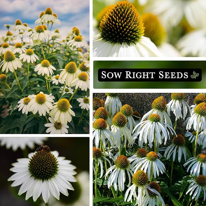 Sow Right Seeds - White Coneflower Echinacea Seeds for Planting - Non GMO Heirloom - Variety - Perennial Ideal for Outdoor Gardening - Hardy Flowers for Pollinators - Wildflower Addition (3)