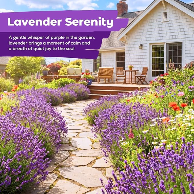7,000+ Lavender Seeds Large Non GMO 3/4 Ounce Packet English Lavender Seeds- Heirloom Seeds Lavandula Angustifolia Wildflower Seed for Planting Indoor/Outdoor, High Germination, Plant Flower Seeds