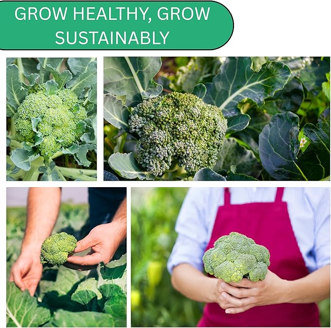 Woods Creek Seeds: Waltham 29 Broccoli Seeds for Planting - Over 1,400 Heirloom Broccoli Seed for Sprouting - Non-GMO Vegetable Plants Indoor or Outdoor Gardens & Hydroponics Sprouts Gardening