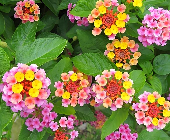Lantana Mix 100+ Seeds Flowers Planting for Outdoor or Indoor