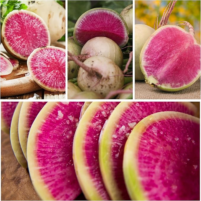 Seed Needs Radish Seeds for Planting Watermelon Radishes - Non-GMO Heirloom & Untreated - Grow a Home Grown Vegetable Garden - Cool Weather Crops (1 Pack)