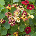 Eden Brothers Nasturtium Seeds - Bloody Mary