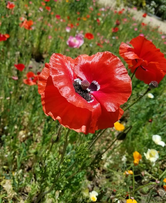 Pollinator Attracting Wildflower Seeds - Attracts Bees, Butterflies, and Other Beneficial Insects
