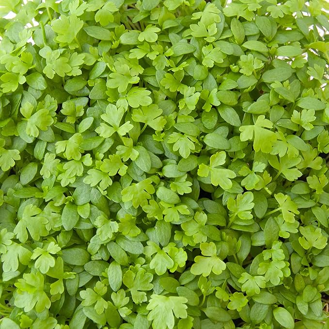 Celery Microgreens Seeds – 4 oz – Non-GMO for Commercial & Home Gardening – Robust, Bright Flavor – Celery Sprouting Seeds
