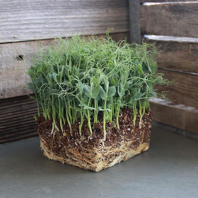 Organic Garden Yellow Pea Seed - 1 Lb ~2,000 Seeds - Non-GMO Heirloom Yellow Sprouting Pea Seeds for Microgreens Pea Shoots, Outdoor Gardening, Indoor Sprouts, Cover Crops, Organic Micro Greens Kit