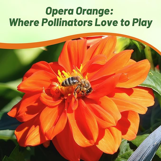 Outsidepride Opera Orange Dahlia Seeds for Planting - 200 Pcs Annual, Easy to Grow, Season-Long Flower Seeds with Colorful Blooms for Containers, Pots, Borders, & Gardens, Suitable as Cut Flower