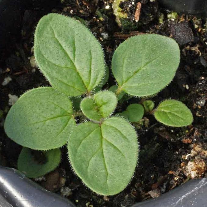 Seed Needs Oregano Seeds for Planting Italian Herbs - Non-GMO Heirloom & Untreated Culinary Herb Seed - Grow Indoors or Outdoors for a Kitchen Garden (2 Packs)