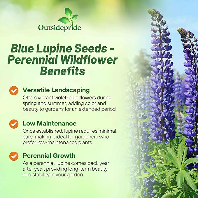 Outsidepride Wild Blue Perennial Lupine Seeds - 5 Lbs. Self-Sowing, Cold Hardy & Frost Tolerant Wildflower Seeds for Fall Planting, Ideal for Attracting Pollinators & Hummingbirds