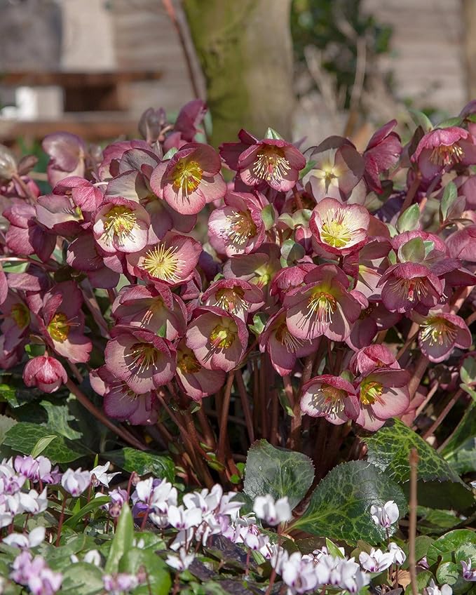 Perennial Farm Helleborus x Frostkiss® Elemental® – Live Lenten Rose in #1 Container, Elegant White Blooms, Marbled Evergreen Foliage, Early Spring Color, Shade Loving, Deer Resistant