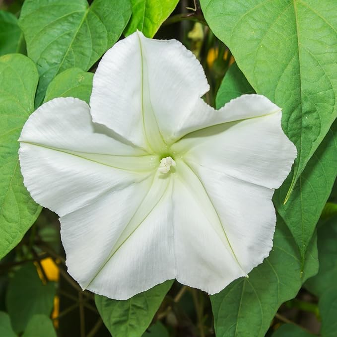 Seed Needs Moonflower Seeds for Planting White Moon Vines - Heirloom & Open Pollinated Vine Seed to Plant an Outdoor Flowering Climber - 6 Inch Pure White Blooms (1 Pack)