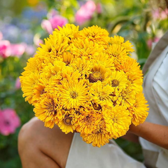 Eden Brothers Zinnia Seeds - Super Cactus Sungod, Non-GMO Seeds for Planting, Packet | Low-Maintenance Flower Seeds, Plant During Spring, Zones 3, 4, 5, 6, 7, 8, 9, 10