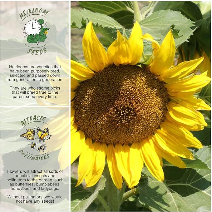 Seed Needs Sunflower Seeds for Planting Dwarf Sunspot Sunflowers - Heirloom & Open Pollinated Annual Cut Flower Seed to Plant 2 Foot Tall Sun Flowers (1 Pack)