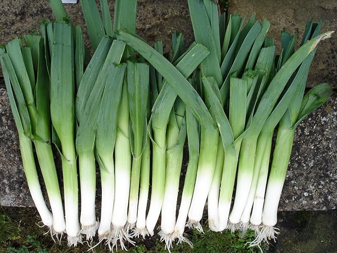SeedsUP - 300+ Seeds Leek Autumn Giant Onion - Vegetable Green