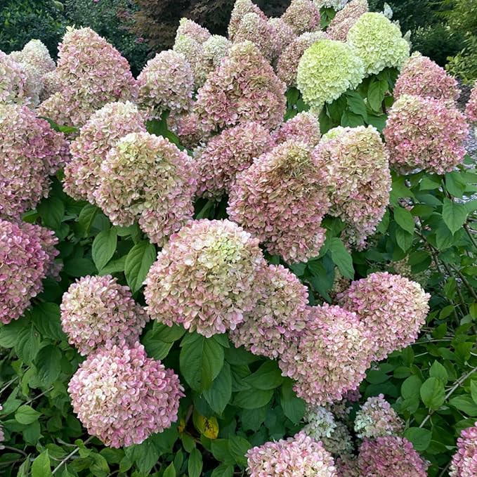 200+ Mix Panicle Hydrangea Seeds Perennial Hydrangea Seeds for Planting Flowers Bush Plants Non-GMO Heirloom Plant Wedding Outdoor Garden