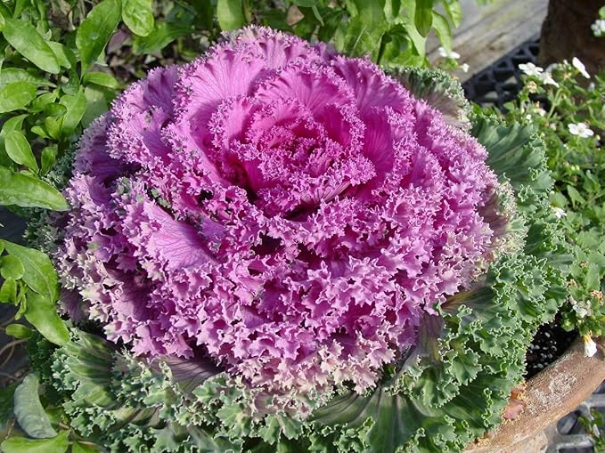 Seeds Flowering Kale 'Fringed Mix' - Heirloom Vegetable - GMO Free