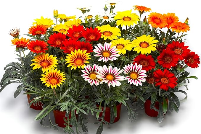 Showy Gazania Flower Mix Perennial 100+ Seeds for Planting Non-GMO Treasure Flower African Daisy