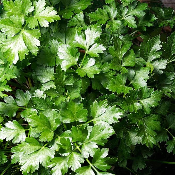 Dark Green Italian Flat-Leaf Parsley Seeds: 4 Oz - Non-GMO, Heirloom Herb Seeds for Herbal Garden & Micro Greens