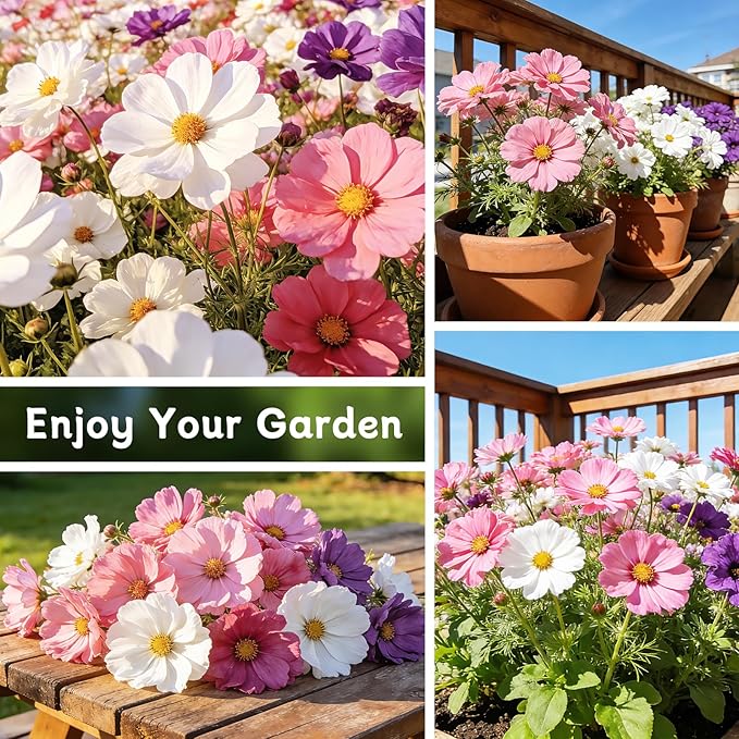 Cosmos Seeds for 2026 (4,500+ Seeds) - Crazy Blend Mix Color, Cosmos Flower Seeds for Planting Garden, No Filler, 1.5 Oz Packet, Easy to Grow