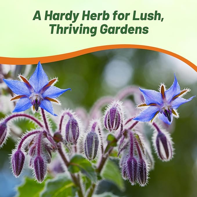 Outsidepride Blue Borage Seeds for Planting – 1 lb. Annual, Drought-Tolerant Herb Seeds with Star-Shaped Blooms, Attracts Bees for Pollinator Gardens, Summer Teas, Decoration & Culinary Use