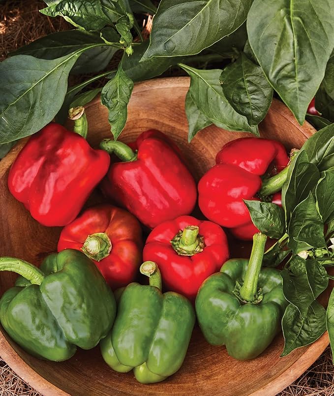 Burpee California Wonder Sweet Pepper Seeds | 300 Non-GMO Heirloom Pepper Seeds for Home Garden | Large Red Bell Peppers & Green Bell Peppers for Stuffing | Seeds for Planting