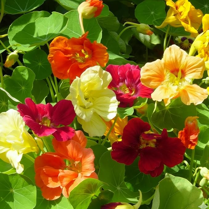 Seed Needs Nasturtium Seeds for Planting Edible Flowers - Collection Set of Jewel Blend & Double Gleam Nasturtiums to Attract Pollinators to a Butterfly Garden - Trailing and Bush Varieties (2 Packs)