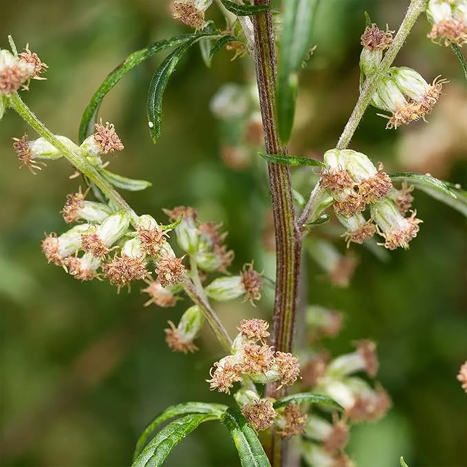 QAUZUY GARDEN 100 Mugwort Seeds (Artemisia Vulgaris) Wild Riverside Wormwood | Premium Organic Non-GMO Heirloom Herb Seeds | Fragrant & Attract Pollinators