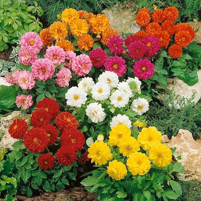 Dahlia Double Mix Seeds – Dahlia Pinnata | Perennial | Vibrant, Long-Lasting Blooms | Ideal for Borders & Cut Flowers