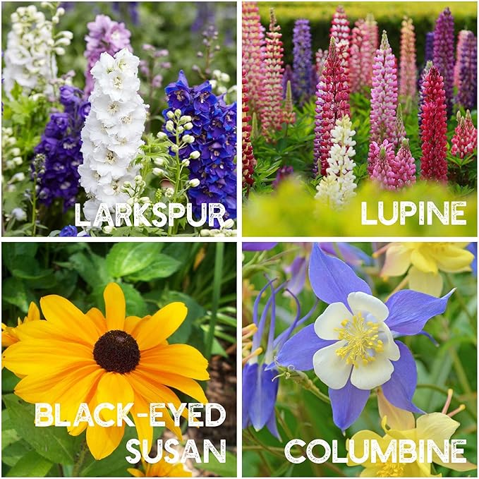 35 Varieties of Flower Seeds for Planting, ~20,000 Seeds - Includes Annuals, Perennials, & Wildflowers - Our Largest Assortment of Bulk Flower Seeds - Premium Flower Garden Seed Collection