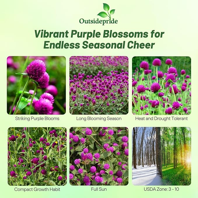 Outsidepride Purple Gomphrena Seeds - 1000 Pcs Annual, Heat & Drought Tolerant, Pollinator Friendly Globe Amaranth Seeds for Planting w/Vibrant Round Blooms for Beds, Borders, and Arrangements