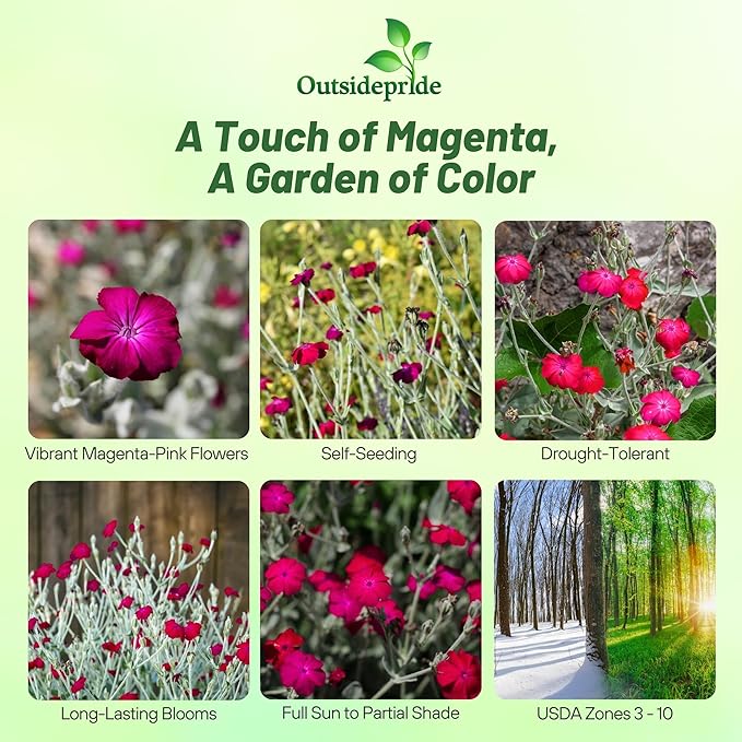 Outsidepride Coronaria Rose Lychnis Seeds - 10000 Pcs Perennial Flower Seeds with Long Blooming Season & Attractive to Pollinators, Easy to Propagate for Borders, Containers, or Cottage Gardens