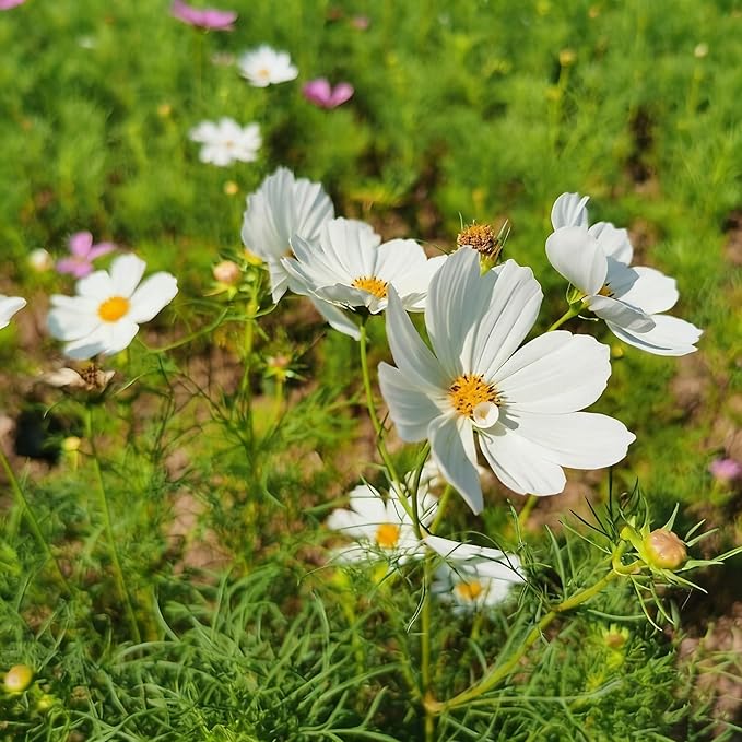 300+ Cosmos Flower Seeds for Planting, Mixed Color Egg Tart Cosmos Seed, Non-GMO Heirloom Cosmos Flower Seeds for Home Garden Outdoor