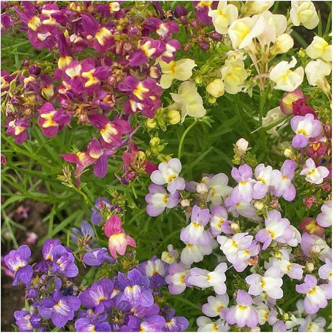 Seed Needs, Fairy Bouquet Snapdragon Seeds - Blend of 5,000 Heirloom Seeds for Planting Linaria maroccana - Annual Flowers to Attract Pollinators to a Butterfly Garden (1 Pack)