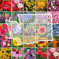 Eden Brothers Washington Wildflower Mixed Seeds for Planting, 1/4 lb, 120,000+ Seeds with Cosmos, Bluebell | Attracts Pollinators, Plant in Spring or Fall, Zones