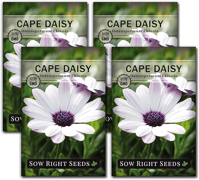 Sow Right Seeds - Cape Daisy Flower Seeds for Planting - Non-GMO Heirloom Packet with Instructions to Grow - White with Glowy Purple Centers - Lovely Daisies for Your Garden - Classic Annual (4)