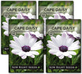 Sow Right Seeds - Cape Daisy Flower Seeds for Planting - Non-GMO Heirloom Packet with Instructions to Grow - White with Glowy Purple Centers - Lovely Daisies for Your Garden - Classic Annual (4)