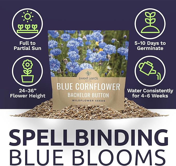 Blue Cornflower Seeds – Bachelor Buttons – Extra Large Packet – Over 5,000 Open Pollinated Non-GMO Wildflower Seeds – Centaurea cyanus