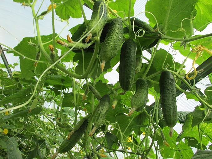 40+ Seeds Cucumber Wisconsin Gherkin - Vegetable Open-Pollinated