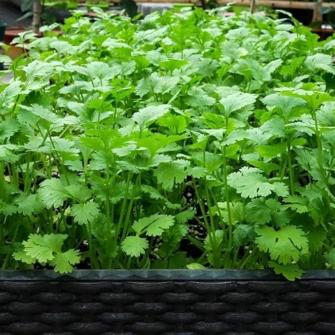 1000 Cilantro Seeds – Non-GMO Heirloom Coriander Herb Seeds for Indoor & Outdoor Garden Planting