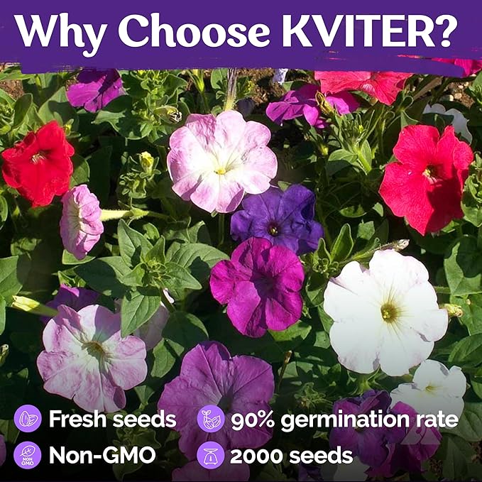 KVITER 4,000 Mix Dwarf Petunia Seeds for Planting Flowers (Nana Compacta) — Mini Petunia Flower Seeds, Annual, Organic & Non GMO — Beds, Hanging Baskets, Containers, Outdoor & Indoor Garden
