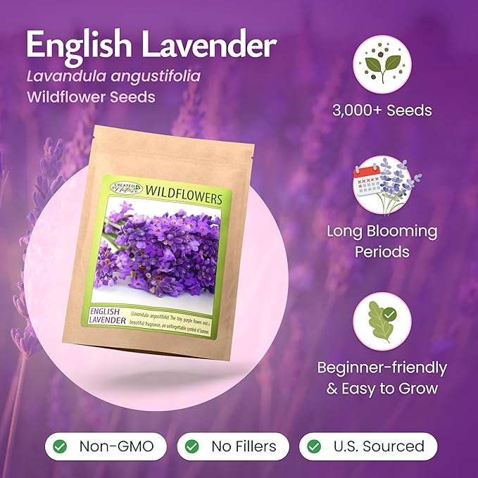 Created By Nature English Lavender Seeds, 3,000 Purple Perennial Wildflower Seeds