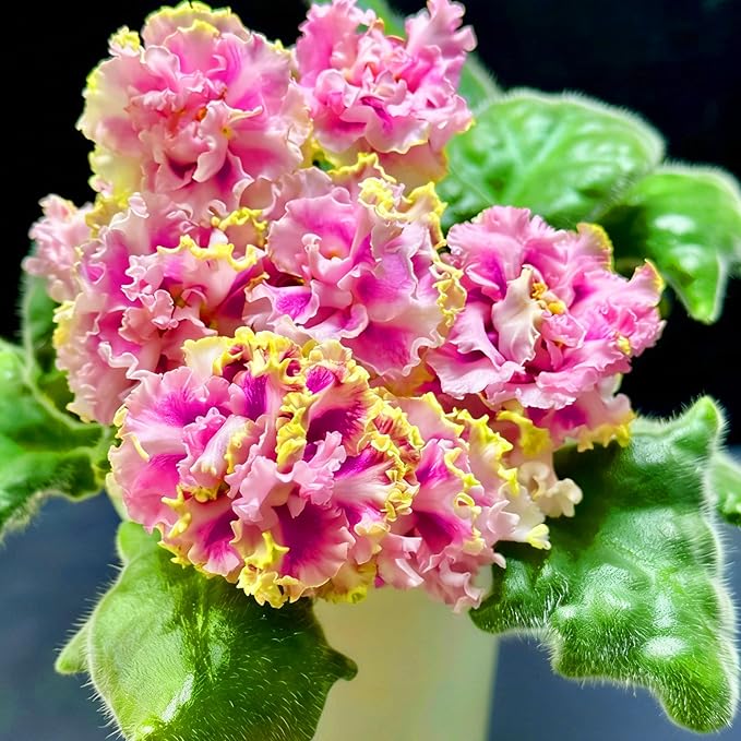 African Violet Flower Seeds for Planting, 300pcs African Violet Perennial Flower Seeds Non-GMO Heirloom Rare Plants, Open Pollinated Beauty Home Garden for Outdoors