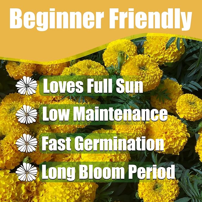 Park Seed Daisy Wheel Lemon Marigold Flower Seeds – Pale Yellow Frilly Single Blooms, Compact French Variety with Continuous Summer Color for Beds, Borders, and Containers – Pack of 25