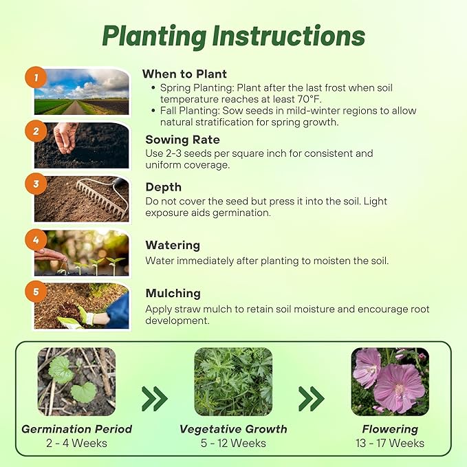 Outsidepride Rosea Musk Mallow Hollyhock Seeds - 2,000 Pcs Perennial, Long-Blooming, Heat & Drought Tolerant Flower Seeds with Tall, Shrubby Blooms for Cottage Gardens & Cut Flowers