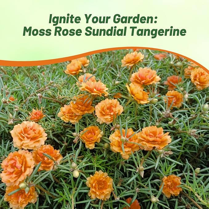 Outsidepride Tangerine Moss Rose Seeds - 250 Pcs Annual, Drought & Heat Tolerant, Pollinator Friendly Ground Cover Seeds for Planting w/Vibrant Blooms & Succulent Foliage, Ideal for Xeriscaping