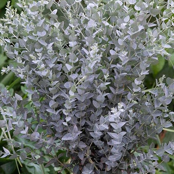 Park Seed Grow Your Own Eucalyptus Seeds Plant, Perfect for Indoor Growing and Spring Garden, Moon Lagoon, Pack of 25