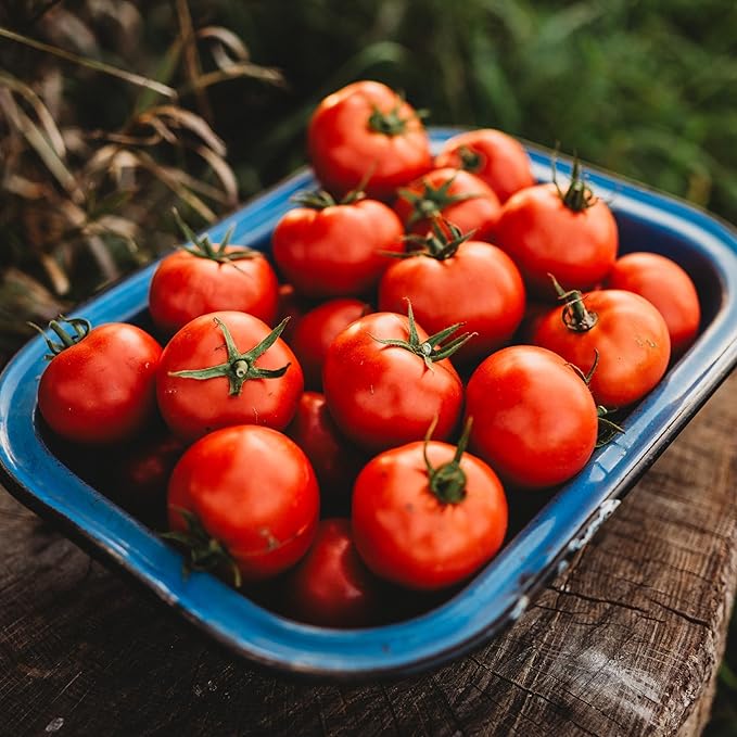 Oregon Spring Tomato - 50 Seeds - Rare Heirloom Tomato, Parthenocarpic Tomato Variety, Great for Greenhouses, Non-GMO, Heirloom Tomato Seeds for Planting in The Home Garden, Thresh Seed Company